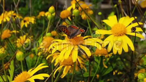 金色灌木上的小铜蝴蝶雏菊慢动作视频的预览图