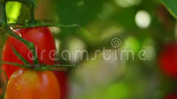 花园里的有机番茄倾斜视频的预览图