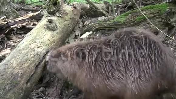 海狸在自然环境中进食视频的预览图