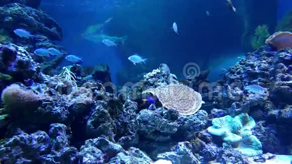 海洋馆的水下世界视频的预览图