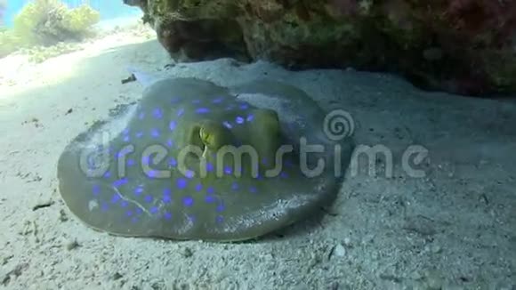 珊瑚礁下的蓝斑黄貂鱼视频的预览图