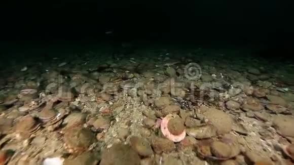在堪察加的巴伦支海海床上的海视频的预览图
