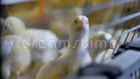 在室内养鸡养鸡场的小鸡视频的预览图