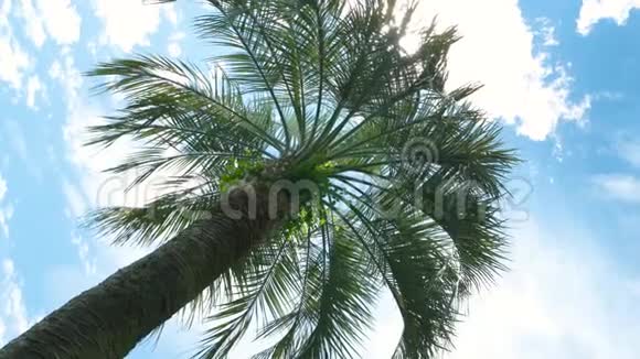 天空背景上的棕榈树视频的预览图