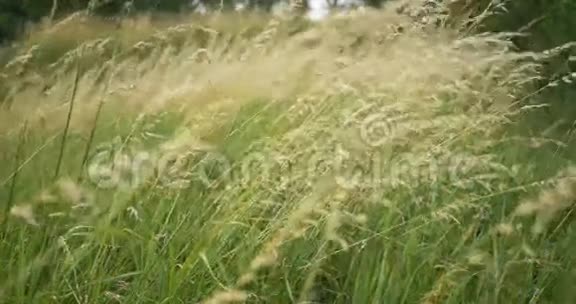 美丽的长草在风中移动草甸草背景视频的预览图