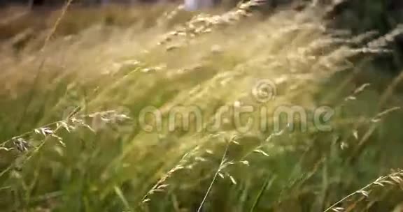 美丽的长草在风中移动草甸草背景视频的预览图