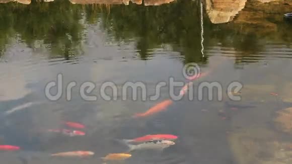 一个小湖上有许多彩色的鱼视频的预览图
