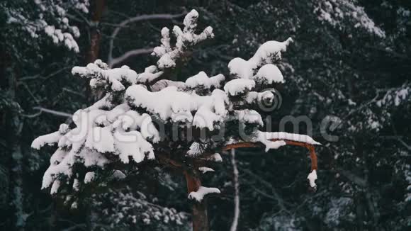 在冬天白雪覆盖的圣诞树树枝上落下的雪慢动作视频的预览图