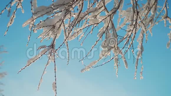 枯冻的榆树在冰枝上冬天白天雪在雪的阳光下阳光照耀着美丽的风景干树榆树视频的预览图