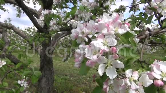 果园里的美丽苹果树视频的预览图