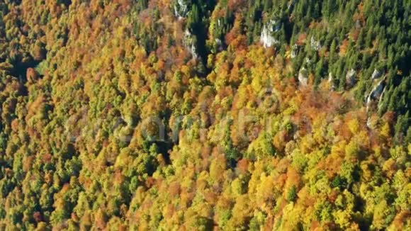 秋天山上色彩斑斓的树木的空中拍摄视频的预览图