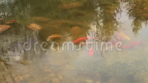 一个小湖上有许多彩色的鱼视频的预览图