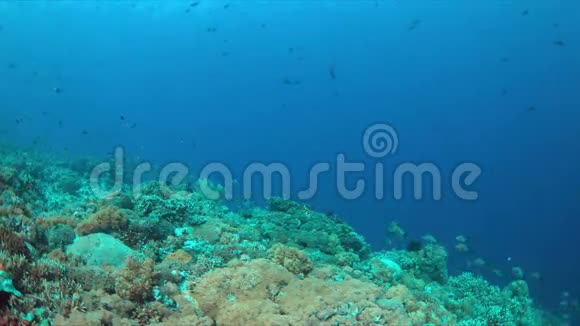 珊瑚礁与一个学校的驼背蛇4k视频的预览图