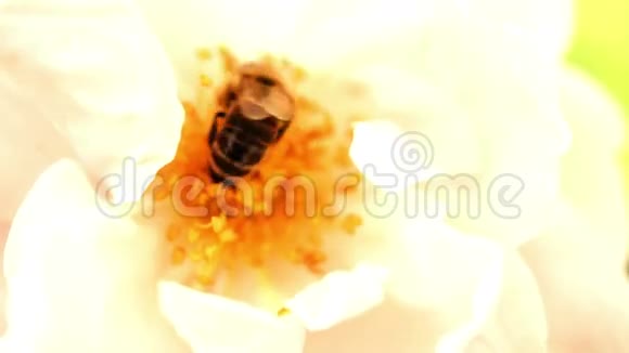 黄色玫瑰中的蜜蜂一只蜜蜂从黄玫瑰中收集花粉视频的预览图