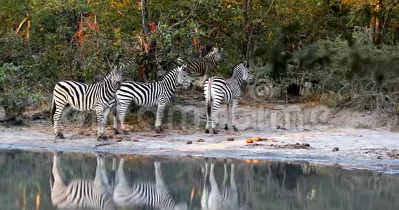 博茨瓦纳奥卡万戈的莫雷米的斑马野生动物视频的预览图