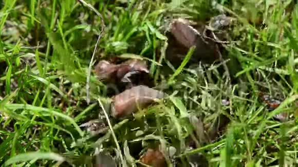 褐甲虫绿草如茵视频的预览图