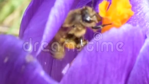 蜜蜂采花蜜视频的预览图