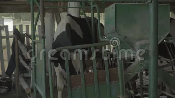 农场里的奶牛慢动作农业视频的预览图