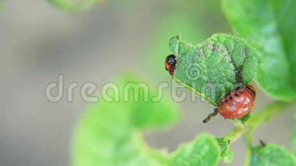 科罗拉多马铃薯甲虫幼虫在花园里吃土豆叶害虫和寄生虫破坏农业作物视频的预览图