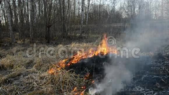 春天的草危火在森林里视频的预览图