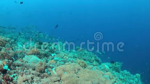 珊瑚礁与一个学校的驼背蛇4k视频的预览图