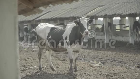 农场里的奶牛慢动作农业视频的预览图