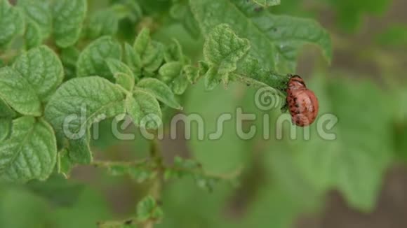 科罗拉多马铃薯甲虫幼虫在花园里吃土豆叶害虫和寄生虫破坏农业作物视频的预览图