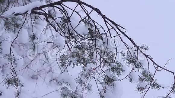 冬天的森林松枝覆盖着白雪风景视频的预览图