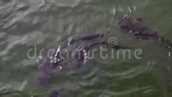 变异的鲶鱼切尔诺贝利地区视频的预览图