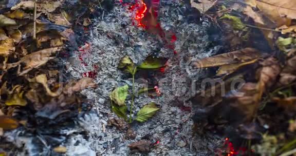 一个燃烧的大绿叶从一大堆叶子和树枝的灰烬中升起的时间推移视频4k4096像素24fps视频的预览图