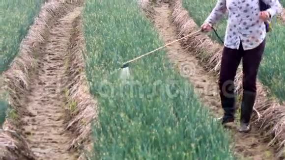 农民为洋葱喷洒农药视频的预览图