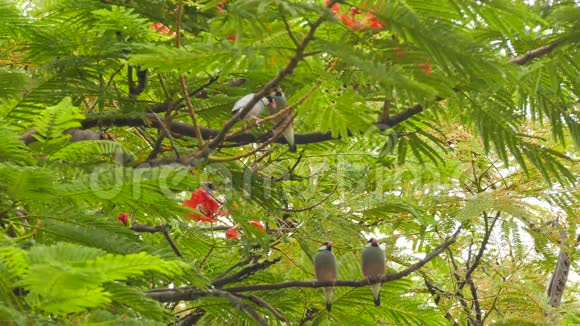 岛枝上的亚洲小鸟视频的预览图