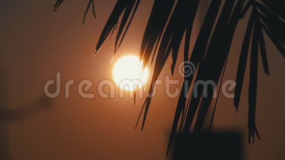 橘色太阳透过棕榈叶的剪影落下视频的预览图