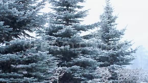 降雪视频的预览图