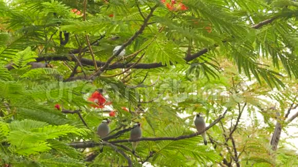 岛枝上的亚洲小鸟视频的预览图
