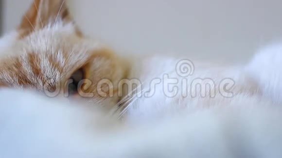 一只漂亮的猫睡觉视频的预览图