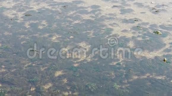 清澈透明的浅水湾波纹海藻藻类火花湖砾石视频的预览图