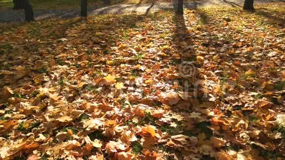 秋天的秋叶背景视频的预览图