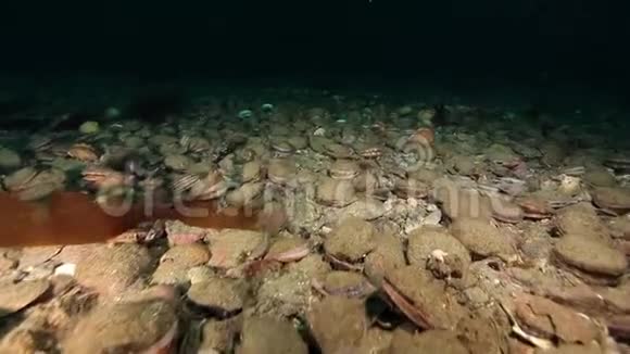 堪察加巴伦支海海底的鳞茎和螃蟹视频的预览图