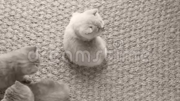 小猫走在门垫上视频的预览图