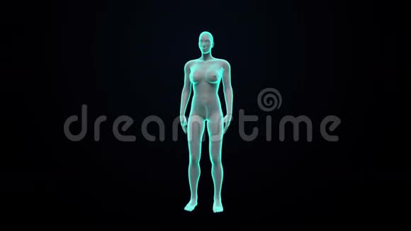 放大女性身体扫描人体肌肉血液系统蓝色X光灯视频的预览图