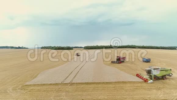 农业综合利用大田收割小麦视频的预览图