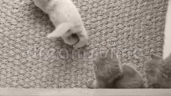 小猫走在门垫上视频的预览图