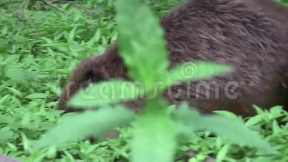 海狸在自然环境中进食视频的预览图