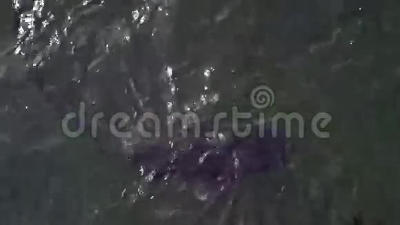 变异的鲶鱼切尔诺贝利地区视频的预览图