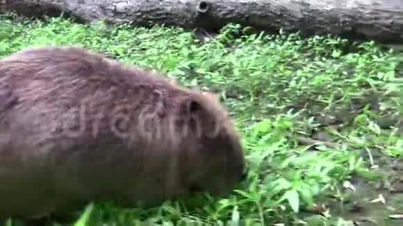 海狸在自然环境中进食视频的预览图