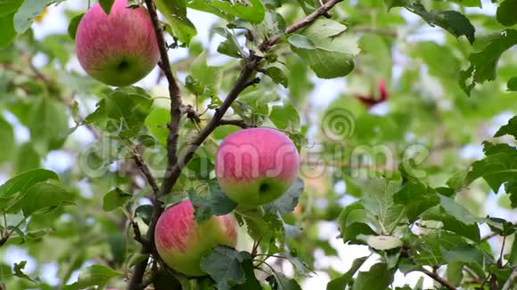 花园里树上的苹果视频的预览图