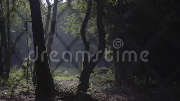 森林中的早晨场景视频的预览图