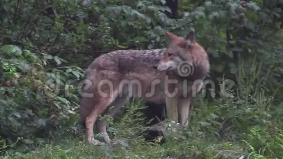 森林里的狼视频的预览图