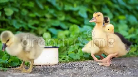 小鹅和小鸭在绿草中视频的预览图